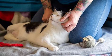 battersea cats paw draw|Meet the cats .